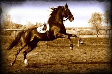 FX №193282 Jumping horse vintage