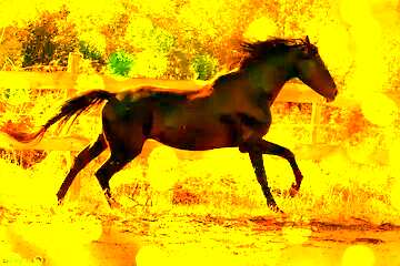 FX №194082 Run horse gold card