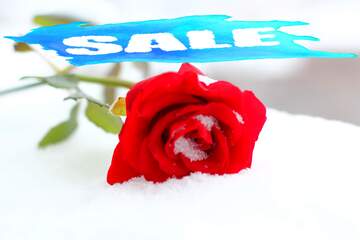 FX №195130 Red rose on white snow Sale Template