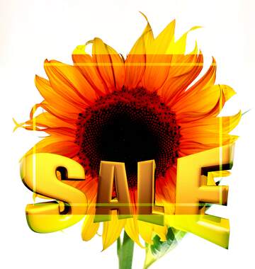 FX №198416 Flower sunflower isolated Sales promotion 3d Gold letters sale background Template