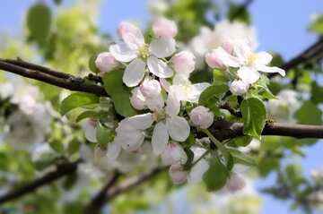FX №2674 Apple bloom 