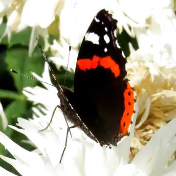 FX №2512 Butterfly on flower 