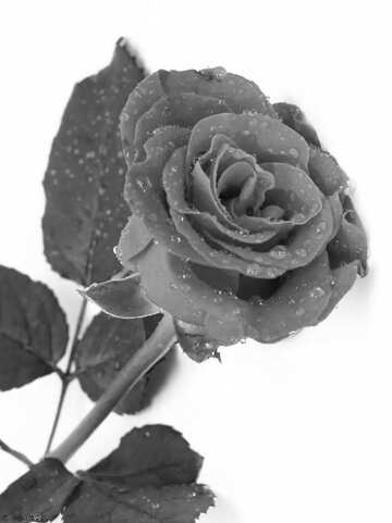 FX №2504 Gray Rose flower drops 