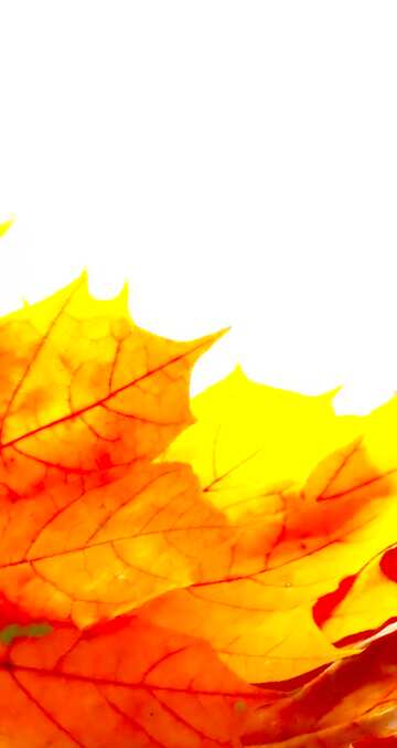 FX №2769 Image for profile picture Autumn yellow leaves isolated.