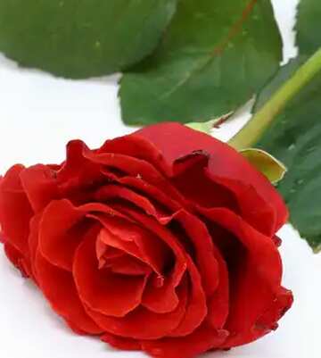 FX №2498 Image for profile picture Fresh red rose.