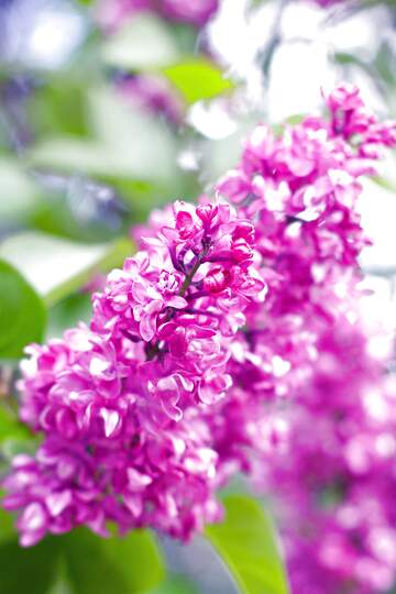 FX №2817 Lilac flowers bright