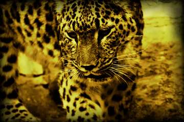 FX №2648 Monochrome.  Leopard .
