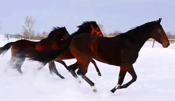FX №20027 Cover. Horses run on snow.