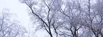 FX №20344 Cover. The trees in hoarfrost.