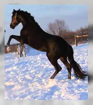 FX №20013 Horse snow