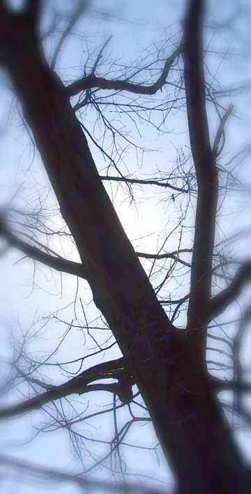 FX №20401 Image for profile picture Branches  tree  no  leaf  at  background  sky.