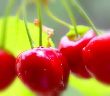 FX №20580 Image for profile picture Cherries on the tree.