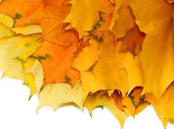 FX №20245 Image for profile picture Yellow autumn leaves isolated.