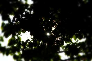 FX №200442 dark forest tree  sunlight through leaves frame blur