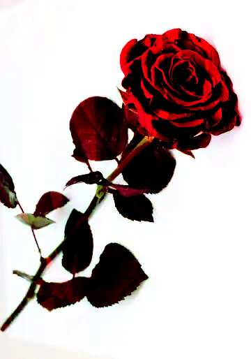 FX №202599 beautiful rose Template