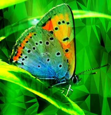 FX №204133 Butterfly on leaf. Background on the desktop. Polygonal abstract geometrical background with...