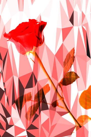 FX №206777 Rose polygonal background for card