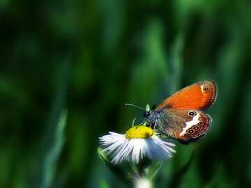 FX №207547 Butterfly on flower dark blur frame card