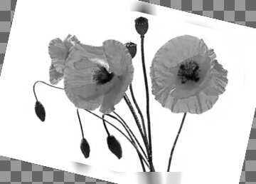 FX №207496 Bouquet of poppies without background grey fuzzy border