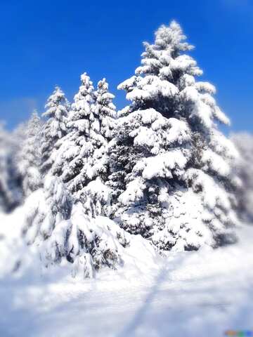 FX №207896 Snow  Trees  blur frame