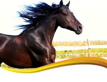 FX №207459 Running horse curved border