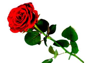 FX №207486 Red beautiful rose vivid colors
