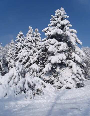 FX №207533 Snow  pine Trees