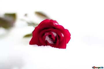 FX №208801 Red rose flower on the snow