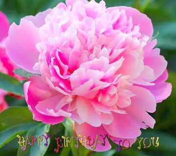 FX №208217 Pink peonies happy birthday card