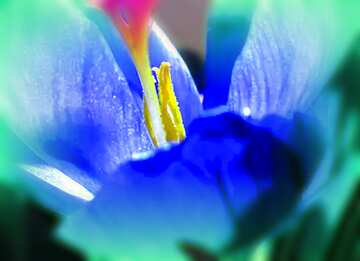 FX №208057 Spring Flower  blur frame