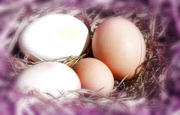 FX №208109 Eggs in the nest blur frame