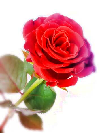 FX №208322 Red beautiful rose flower