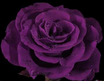 FX №208931 Pink Rose on black
