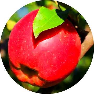 FX №209386 Red apple profile image
