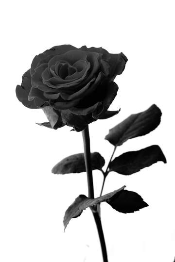 FX №209281 A rose dark white