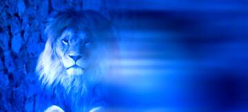 FX №209567 A lion blur left side blue card