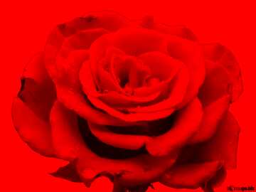 FX №209626 Rose flower in red background