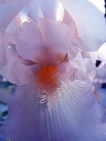 FX №21689 Blue color. White  iris.  Macro..