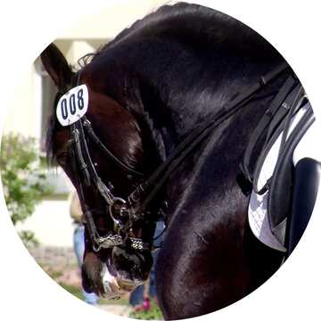 FX №21514 Image for profile picture Black stallion. Dressage.