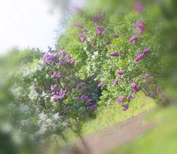 FX №21181 Image for profile picture Lilac bushes.