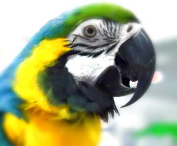 FX №21993  parrot