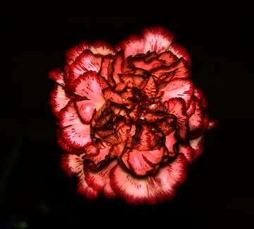 FX №21678 Red color. Carnation.
