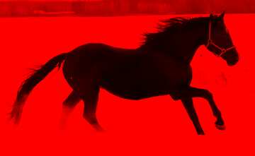 FX №210345 Horse dark red background