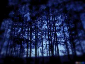 FX №210568 Dark forest fog night