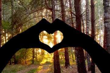 FX №210245 Forest Sunset In Hands Heart