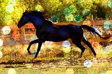 FX №211272 Black horse bokeh  background