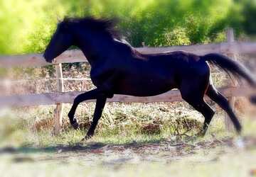 FX №211271 Black horse blur frame