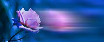 FX №211144 Pink rose blue  blur left side background