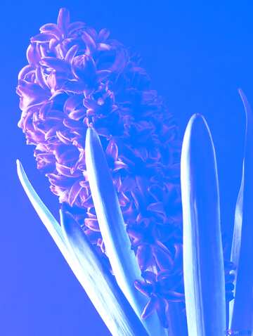 FX №212824 Flower hyacinths blue art