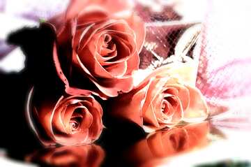 FX №213443 Bouquet  Roses blur frame